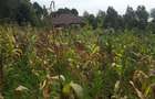 Land in Ngong - 9