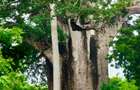 Land in Vipingo - 15