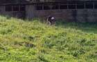 36 ac Land in Kikuyu Town - 14