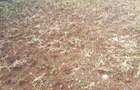 4 Bed House with En Suite in Ngong - 14
