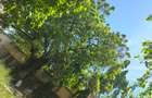 1 ac Commercial Land at Nyerere Street - 2