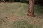 0.25 ac Land in Thika - 6