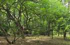 2 ac Land at Mtwapa Creekside - 11