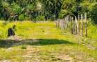 0.045 ha Land at Diani - 7