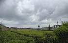 1 ac Land in Tigoni - 1