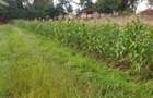 0.25 ac Land at Runda Paradise - 3