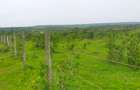 Land in Kilifi County - 6