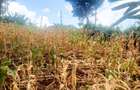 0.25 ac Commercial Land at Muthiga - 4