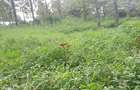 Land at Kibiko Ngong - 6