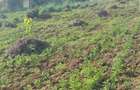 2.5 ac Land at Village (Mbiriri Muthaiga) - 9