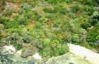 Land at Vipingo Kuruwitu Beach - 9