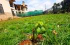 4 Bed Townhouse with En Suite in Nyari - 11