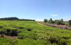 250 ac Land at Kiambu - 3