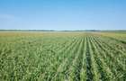 Land at Molo - 1