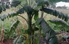 13 ac Land at Majaoni - 16