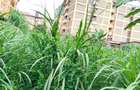 5,400 ft² Commercial Land in Kinoo - 1