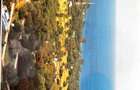 Land in Bofa - 12