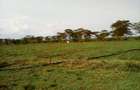 Land at Nanyuki-Rumuruti Rd - 4