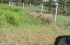 Land in Ruiru - 4