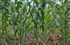 Residential Land in Ridgeways - 5