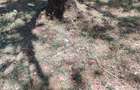 Land at Karen - 4