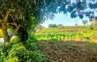 0.5 ac Land in Tigoni - 1