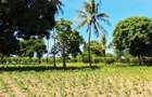 Land at Kilifi Tezo - 11