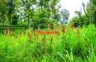 0.05 ha Commercial Land at Thogoto - 3