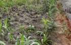 0.113 ac Residential Land in Ongata Rongai - 7