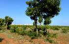5 ac Land at Utalii -Campus - Vipingo - 15