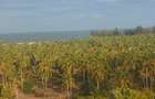 0.05 ha Land at Gede Palms Estate - 3