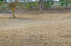 39 ac Land in Malaa - 10