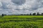 420 ac Land at Kiambu - 8