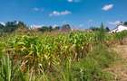0.5 ac Land in Ridgeways - 2