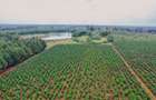 1,000 m² Residential Land at Zuri Springs Estate - 13
