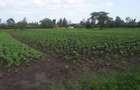 0.125 ac Residential Land in Ongata Rongai - 4