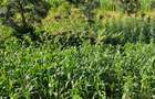 0.09 ac Residential Land at Migaa Golg Road - 6