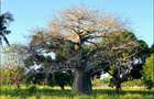 Land in Vipingo - 10