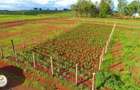 0.25 ac Residential Land at Ruiru-Mugutha (Kabogo) Road - 2