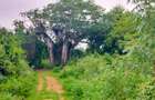 Land in Vipingo - 16