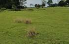 21 ac Land at Kiambu Road - 5