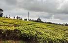 Land at Kiambu - 4