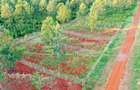 1,000 m² Residential Land at Oaklands Estate - 9