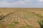 Residential Land in Naivasha - 10