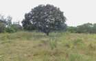 6 ac Land at Mtwapa - 13