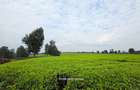995 ac Land in Tigoni - 11