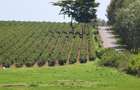 Zuri Springs in Tatu City, Kiambu County - 3