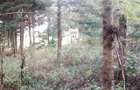 6 ac Land at Mukima Ridge - 9