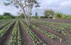 Residential Land in Athi River - 1