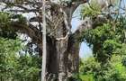Land in Vipingo - 13